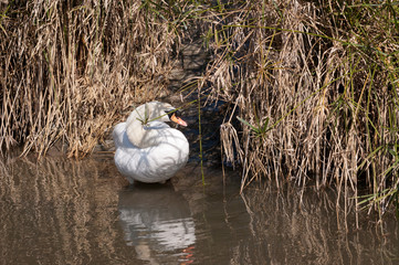 Cisne