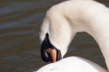 Cisne