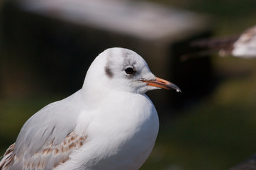 Gaviota