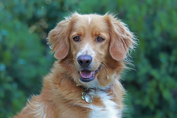 Pet; cute dog in the garden