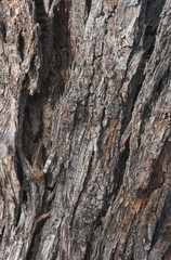 Vertical of Pine tree bark.