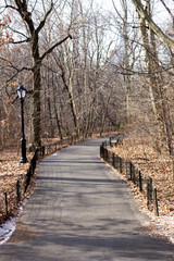 A path in the middle of drought trees at Central Park, New York City