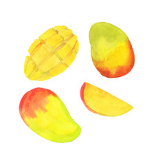 Set of fresh mango fruit isolated on white background. Hand drawn watercolor illustration.