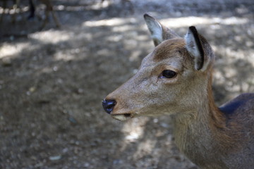 Nara Park in Nara Prefecture, Japan and the scenery of deer living in the park