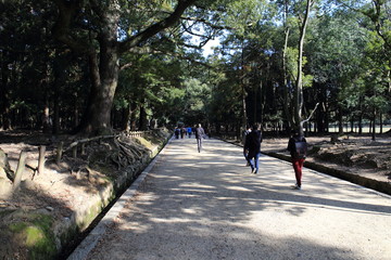 Nara Park in Nara Prefecture, Japan and the scenery of deer living in the park