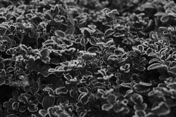 Soft Rime Ice Nature