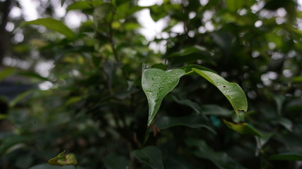 Rain drop on a leaf