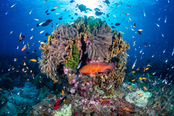 Fototapeta na wymiar Beautiful tropical coral reef at Thailand's Similan Islands in the Andaman Sea