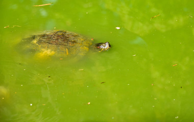tortoise is swimming in the pond