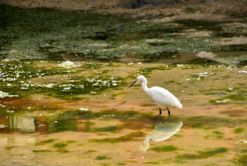 white heron hunting in the pond