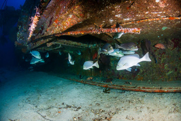 A large underwater shipwreck in a clear, tropical ocean (Similan Islands)