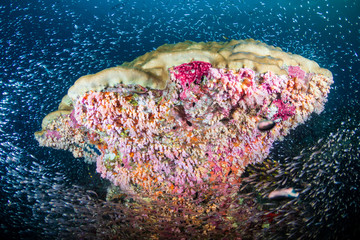 Colorful, healthy tropical coral reef at Koh Bon, Similan Islands