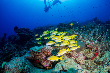 Fototapeta na wymiar SCUBA Divers on a colorful tropical coral reef in Thailand's Similan Islands