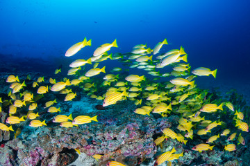 Fototapeta na wymiar Colorful 5 line Snapper on a tropical coral reef