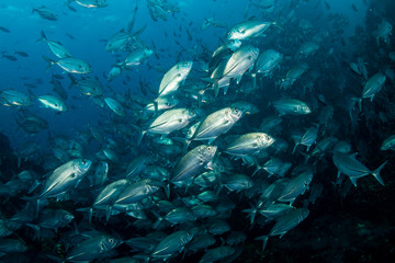 School of Jacks hunting on a tropical coral reef (Richelieu Rock, Thailand)