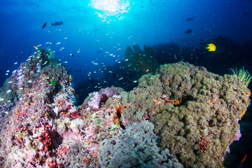 Naklejka na ściany i meble Beautiful tropical coral reef at Thailand's Similan Islands in the Andaman Sea