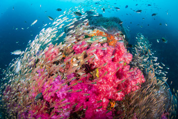 Colorful hard and soft corals on the reef at Richelieu Rock, Thailand