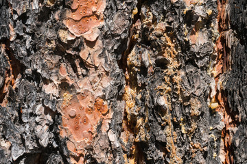 Pine tree trunk close up pattern.