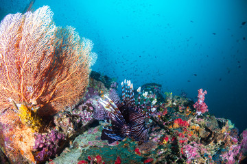 Fototapeta na wymiar Lionfish on a coral reef