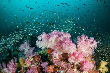 Fototapeta na wymiar Colorful hard and soft corals on the reef at Richelieu Rock, Thailand