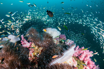 Fototapeta na wymiar Families of Pink Skunk Clownfish in their Host Anemones on a Tropical Coral Reef (Richelieu Rock)