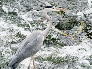 Fototapeta premium Gray heron stands in Sakai River, Yokohama