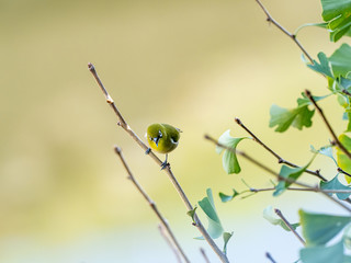 Japanese white-eye in a Yokohama ginkgo tree 3