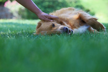 Pet; cute dog in the garden