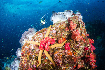 Large Starfish on a colorful tropical coral reef