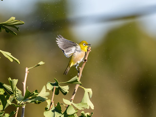 Japanese white-eye in a Yokohama ginkgo tree 5