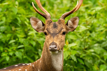 A closeup of Spotted deer face during a wildlife safari inside Nagarhole Tiger reserve