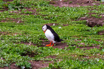 Puffins in Farne Islands