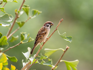 Passer montanus tree sparrow in ginkgo tree 5