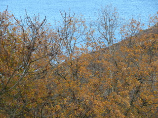 Fototapeta premium Beautiful autumn landscape with variety of colors in the leaf of the trees