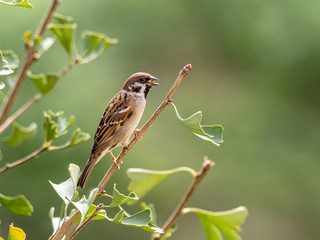 Passer montanus tree sparrow in ginkgo tree 6