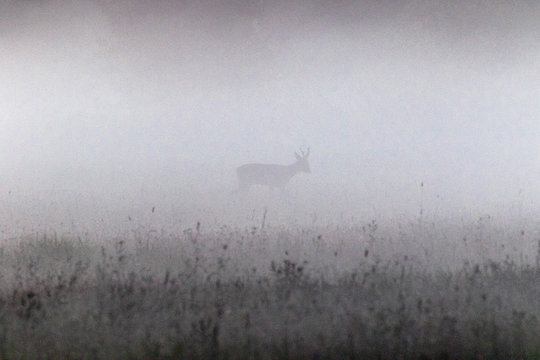 Kozioł we mgle