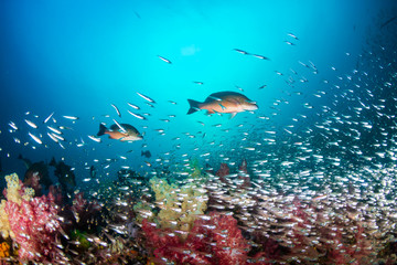 Red Snapper on a colorful tropical coral reef in the Andaman Sea