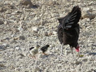 Beautiful hen with her chicks walking through the field looking for food