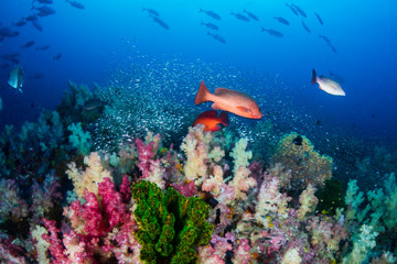 Fototapeta na wymiar Red Snapper on a colorful tropical coral reef in the Andaman Sea