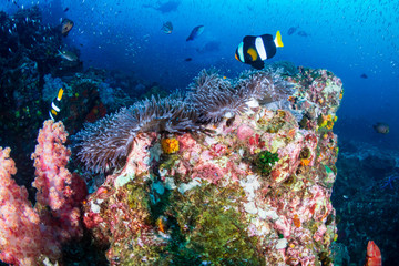 Naklejka na ściany i meble Banded Clownfish on a colorful tropical coral reef (Richelieu Rock)