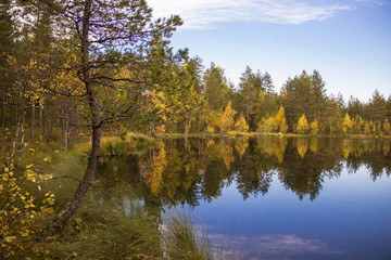 Fototapeta na wymiar The nature of Karelia, forests and lakes