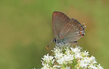 Great Love butterfly / Satyrium ilicis
