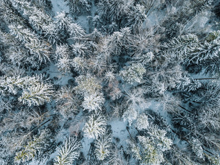 Aerial view of winter forest landscape with snow covered trees in Finland