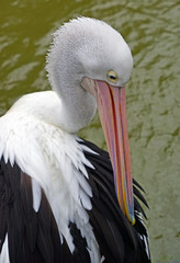 An Australian Pelican water bird with a pink beak