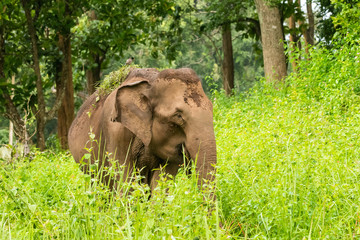 Fototapeta na wymiar An asiatic elephant grazing in the jungles of Nagarhole Tiger Reserve during a wildlife safari