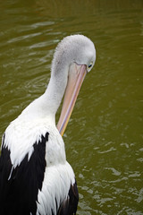 An Australian Pelican water bird with a pink beak