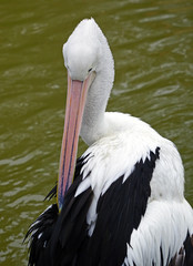 An Australian Pelican water bird with a pink beak