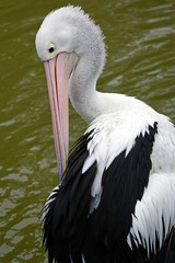 An Australian Pelican water bird with a pink beak