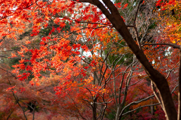平林寺　紅葉