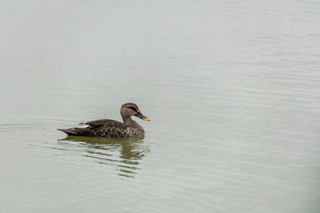 A spot-billed duck swimming in the waters of Hebbal lake